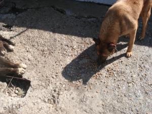 Прикачена снимка