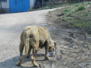 Прикачена снимка