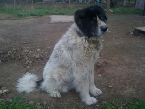 Прикачена снимка