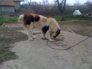 Прикачена снимка