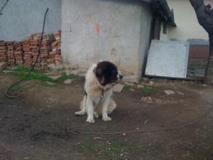 Прикачена снимка