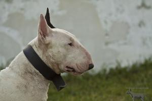 Прикачена снимка