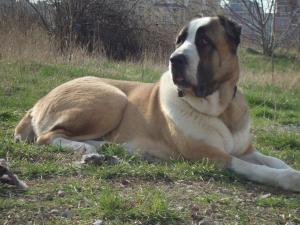 Прикачена снимка