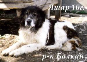 Прикачена снимка