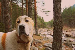 Прикачена снимка