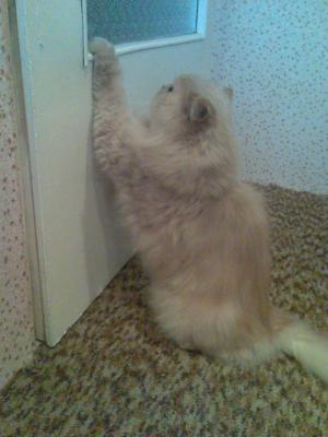 Прикачена снимка