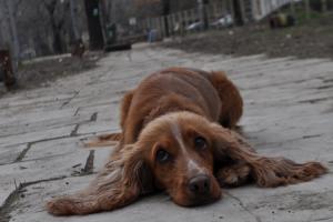 Прикачена снимка