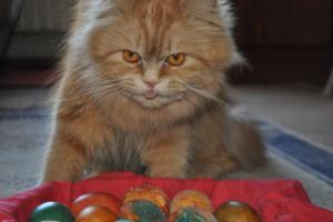 Прикачена снимка