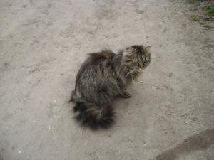 Прикачена снимка