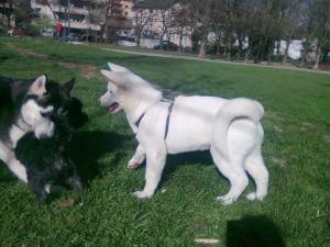 Прикачена снимка