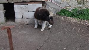 Прикачена снимка