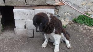 Прикачена снимка