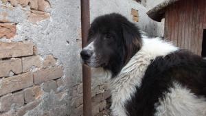 Прикачена снимка