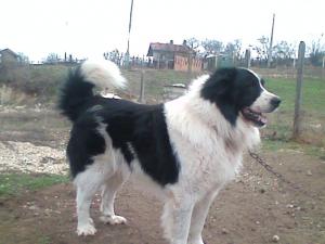 Прикачена снимка