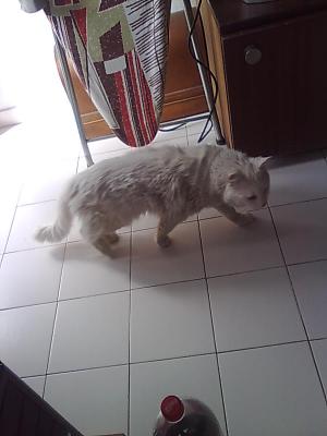Прикачена снимка