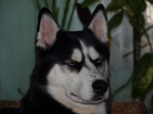Прикачена снимка
