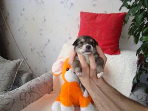 Прикачена снимка