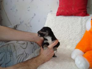 Прикачена снимка