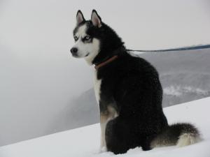 Прикачена снимка