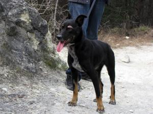 Прикачена снимка