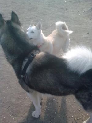 Прикачена снимка
