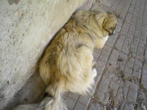 Прикачена снимка
