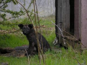 Прикачена снимка