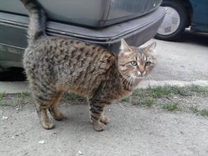 Прикачена снимка