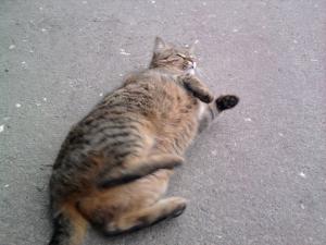Прикачена снимка
