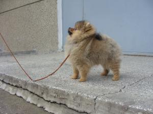 Прикачена снимка