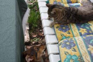 Прикачена снимка