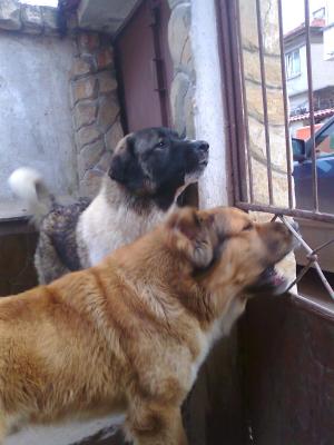 Прикачена снимка
