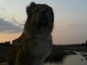 Прикачена снимка