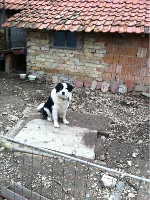 Прикачена снимка