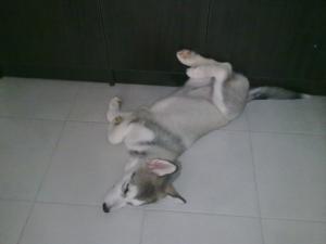 Прикачена снимка