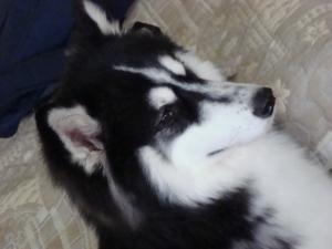 Прикачена снимка