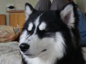Прикачена снимка