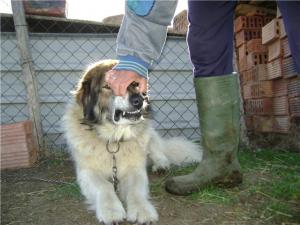 Прикачена снимка