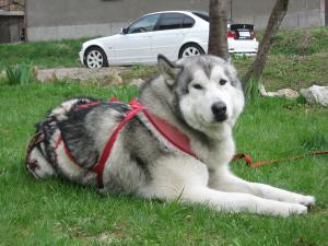 Прикачена снимка