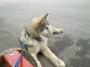Прикачена снимка