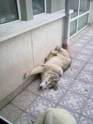 Прикачена снимка