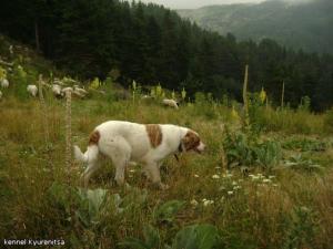 Прикачена снимка