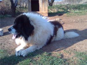 Прикачена снимка
