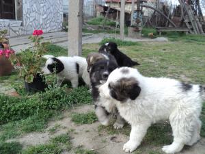 Прикачена снимка