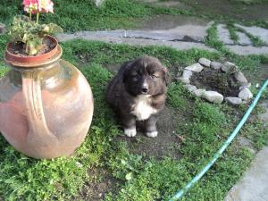 Прикачена снимка