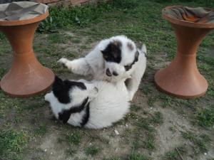 Прикачена снимка