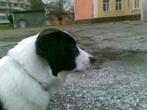 Прикачена снимка