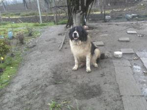 Прикачена снимка