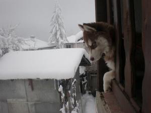 Прикачена снимка