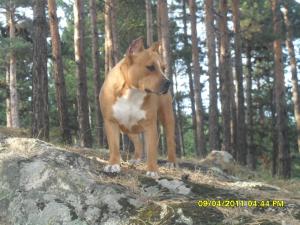 Прикачена снимка